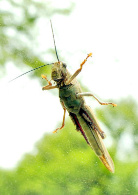 Locust of the Plague...