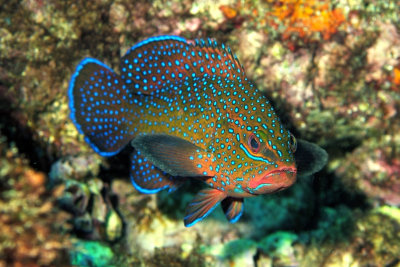 Blue Spotted Grouper