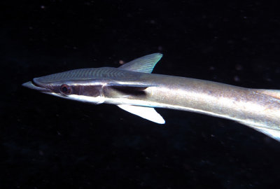 Remora Free Swimming