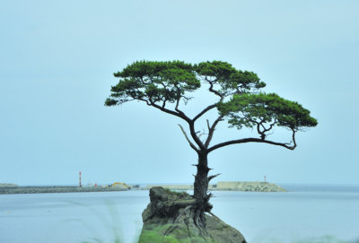 The Tree on the Rock in the Port