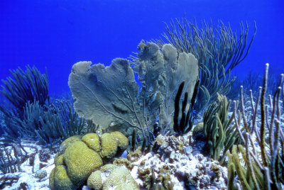 Purple Sea Fan 