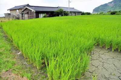 House On The Beach, Rice Field Behind