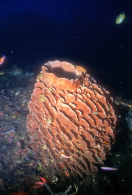 Barrel Sponge   