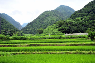 The Mountains And The Rice Fields of Sado