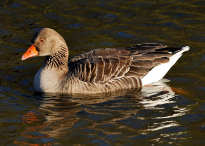 Greylag Goose (Anser anser) 