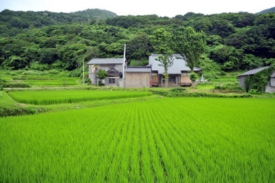 Sado's Rice Farm