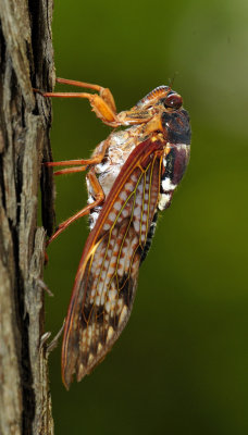 Aburazemi (アブラゼミ) or large brown cicada, Graptopsaltria nigrofuscata