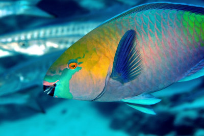 Parrotfish 'Chasing' Barracudas