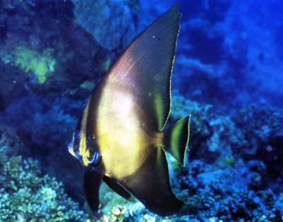 Young Batfish With Cleaner