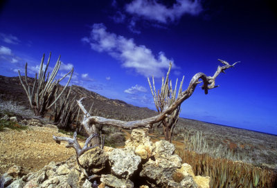 Bonaire's Desert