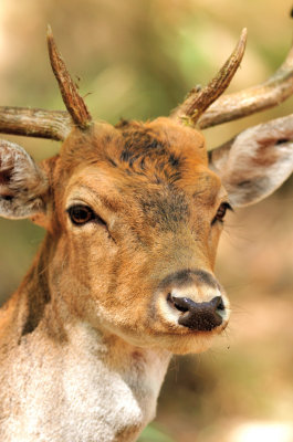 Young Deer Portrait