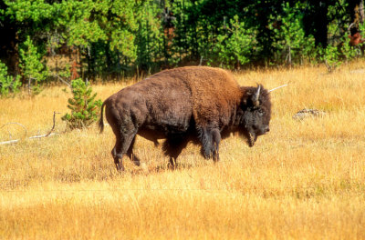 Powerful Male Bison 