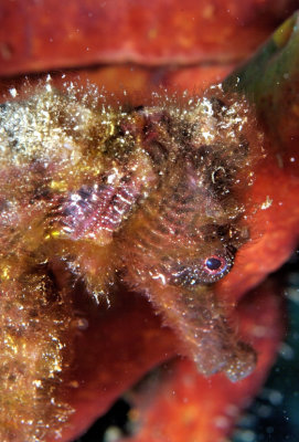 Red Seahorse, Red Sponge