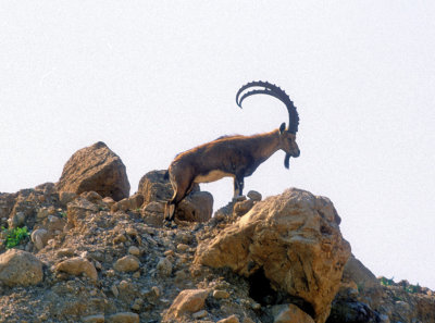 Nubian Ibex, 'Capra nubiana',  Alfa Male  