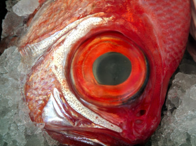 RedFish: Why I Cannot Eat Fish...