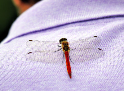 The Dragonfly On The Old Woman's Polo