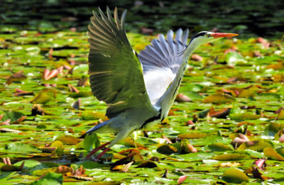Take Off From Nenuphar Pond