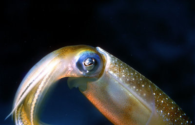 Reef Squid, 'Sepioteuthis sepioidea'