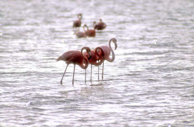 Flamingoes Resting         