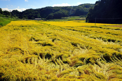 The Fields of Japan After Summer