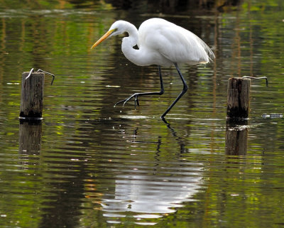 The Egret's Step