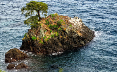 Tree on the Rock