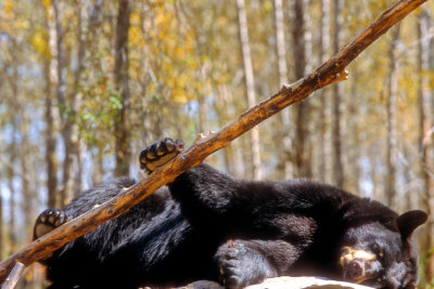 Bear Resting  