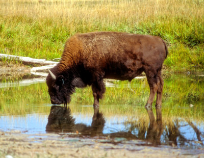 Bison Going To Drink   