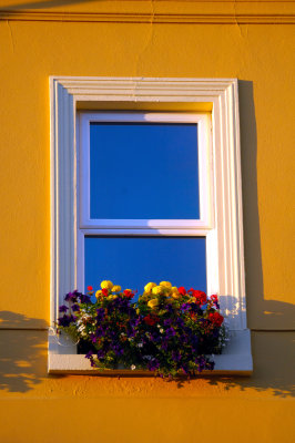 The Flowerly Window