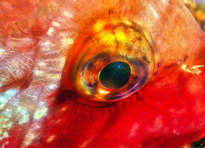 Fish Eye