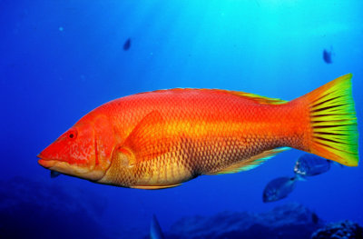 Female Hogfish   