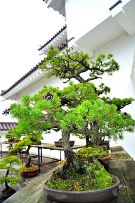 The Bonsai and the Castle