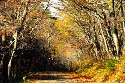 Fall Road to Falls
