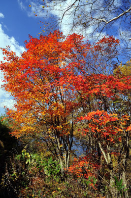 Fire Tree by the Lake