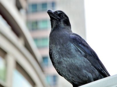 Urban Crow