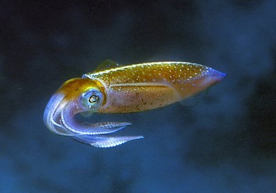 Reef Squid