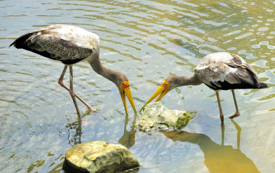 Two Asian Storks Fishing