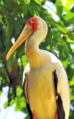 Asian Stork on Tree
