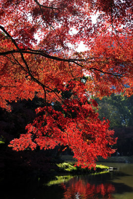 Reds of a Japanese Garden