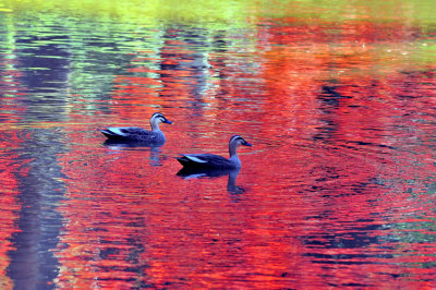 Ducks and Reflections