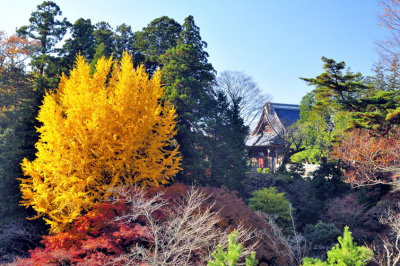 Yellow Shrine Tree
