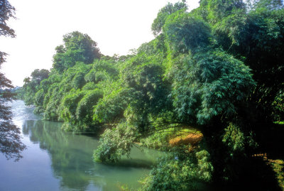 The Great Io River, Paradise of the Bamboo