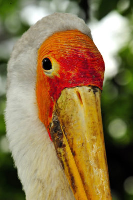Asian Stork Close 