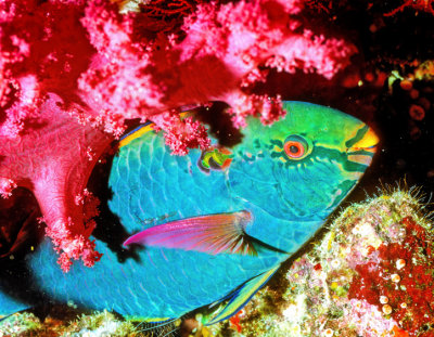 Parrotfish Sleeping Under Soft Corals  