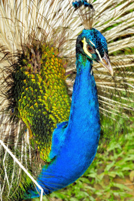 Peacock Sad Peacock