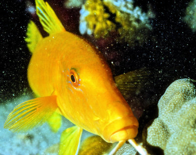 Yellow Fish