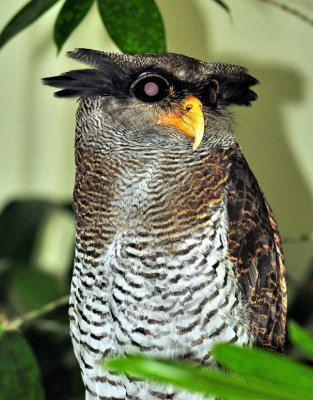 Forest Eagle-owl (Bubo nipalensis)