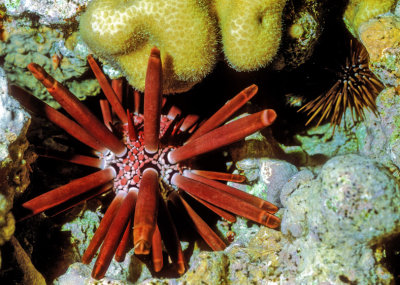 Sea Urchins  