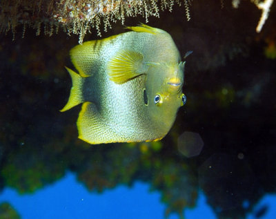Endemic Angelfish Inverted on a Cave 