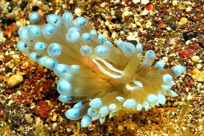 Greece Nudi 